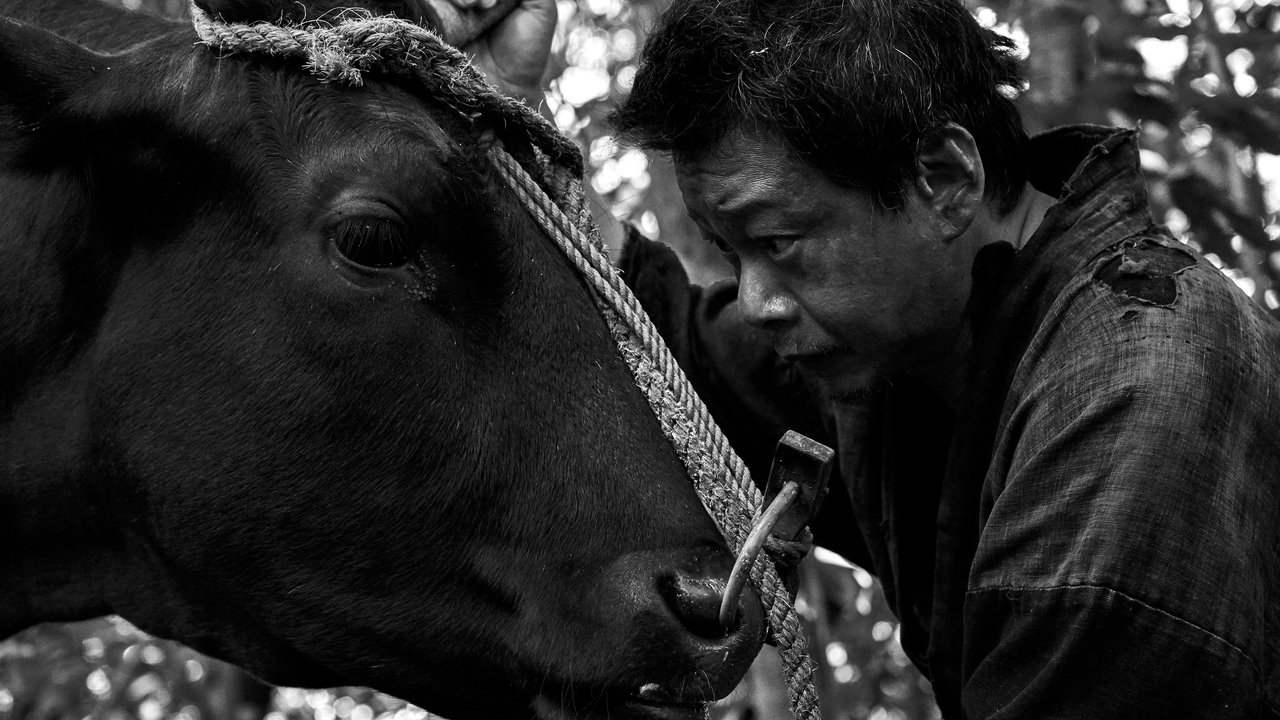 Black Ox Movie Screenshot 1