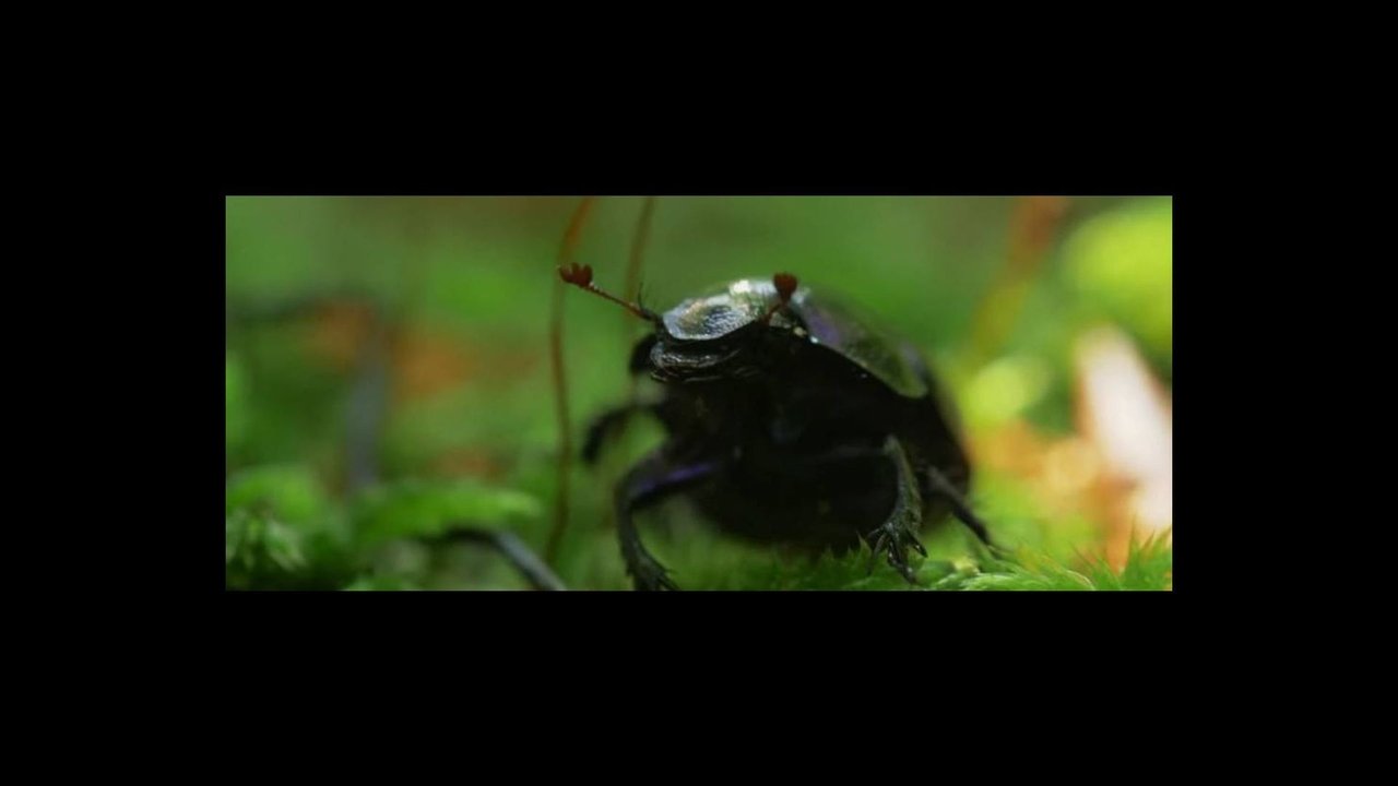 AmirÅ‘l a fÃ¡k suttognak Movie Screenshot 1