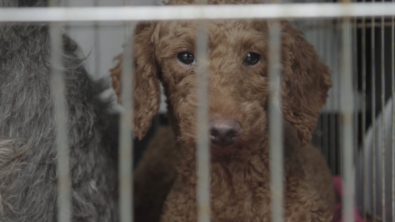 Dogspiracy Movie Screenshot 1