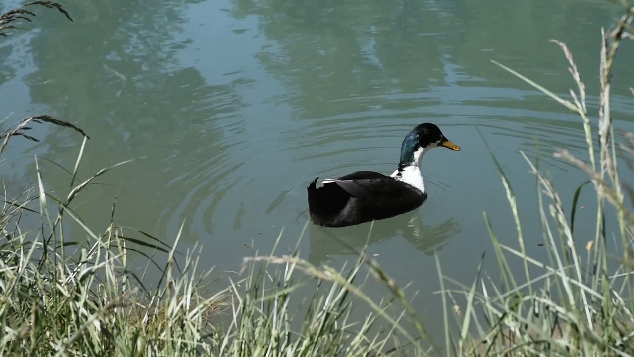 The Sound of Water Footsteps Movie Screenshot 2
