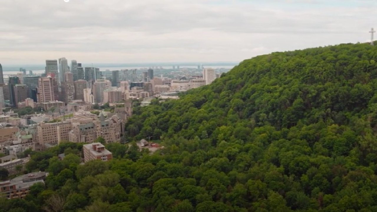 Urban Forests Movie Screenshot 1